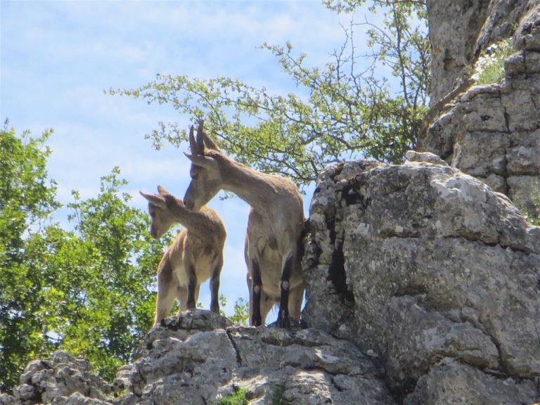 journey-torcal-cabras