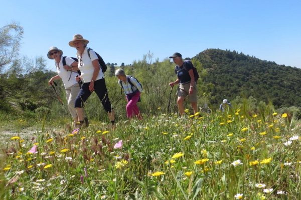 silk-trail_h_flowers
